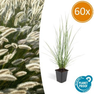 60X Pennisetum Alopecuroides 'Hameln' - ↕10-25Cm - Ø9Cm