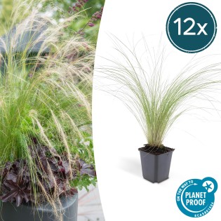 12X Stipa Tenuissima 'Ponytails' - ↕10-25Cm - Ø9Cm