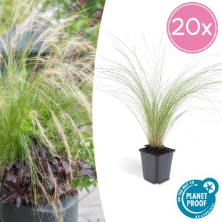 20X Stipa Tenuissima 'Ponytails' - ↕10-25Cm - Ø9Cm