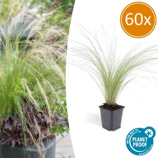 60X Stipa Tenuissima 'Ponytails' - ↕10-25Cm - Ø9Cm