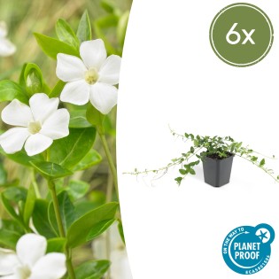 6X Vinca Minor 'Alba' - ↕10-25Cm - Ø9Cm