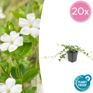 20X Vinca Minor 'Alba' - ↕10-25Cm - Ø9Cm