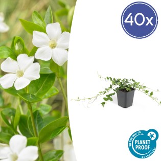 40X Vinca Minor 'Alba' - ↕10-25Cm - Ø9Cm