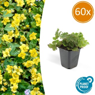 60X Waldsteinia Ternata - ↕10-25Cm - Ø9Cm