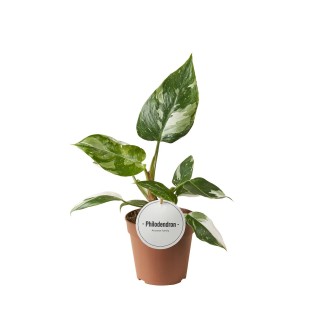 Philodendron White Princess - Ø12Cm - ↕30Cm