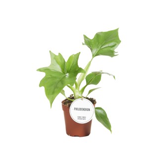 Philodendron Warszewiczii - Ø12Cm - ↕30Cm