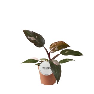 Philodendron Burgundy Princess - Ø12Cm - ↕25Cm