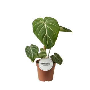 Philodendron Gloriosum Dark Form - Ø12Cm - ↕25Cm