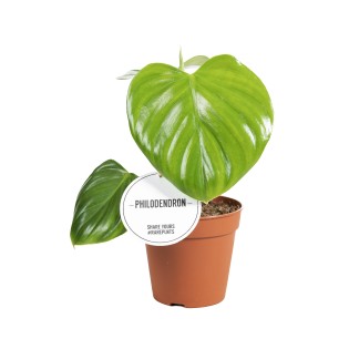Philodendron Pittieri - Ø12Cm - ↕30Cm