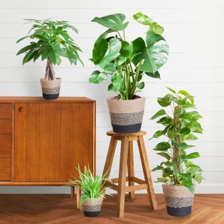 Easy Care Plant Box - Medium - With Basket Lisbon Black