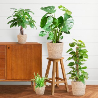 Easy Care Plant Box - Medium - With Basket Sofia