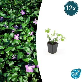 12X Vinca Major - ↕10-25Cm - Ø9Cm