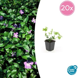 20X Vinca Major - ↕10-25Cm - Ø9Cm