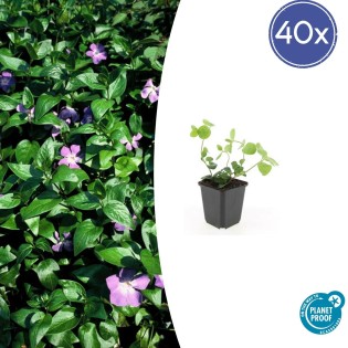 40X Vinca Major - ↕10-25Cm - Ø9Cm