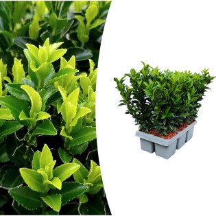 1X 6 Pack Euonymus 'Green Spire' -  Ø 7 Cm - ↨ 15 Cm