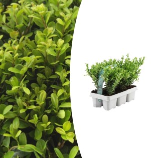 1X 6 Pack Ilex Crenata 'Jenny' - 6 X Ø7 Cm - ↕15 Cm
