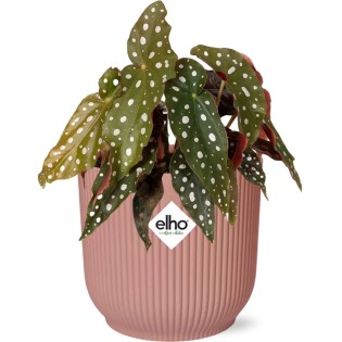 Begonia Maculata + Elho Vibes Fold 14Cm Roze