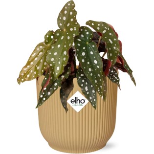 Begonia Maculata + Elho Vibes Fold 14Cm Geel