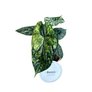 Alocasia Dragon Scale Variegata - Ø12Cm - ↕25Cm