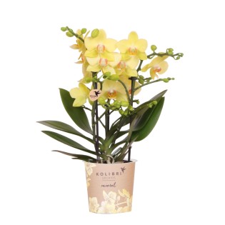 orchidée Phalaenopsis Jaune - Albenga - Pot Ø9Cm
