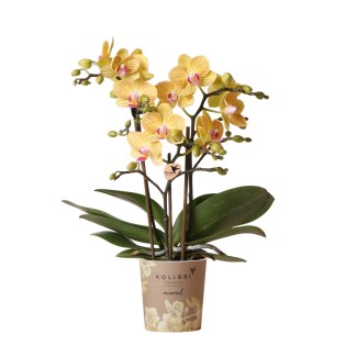 Kolibri Orchids | Yellow Phalaenopsis Orchid - Lima - Pot Size Ø9Cm | Flowering Houseplant - Fresh From The Grower