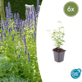 6X Agastache 'Black Adder' - ↕10-25Cm - Ø9Cm