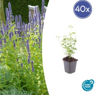 40X Agastache 'Black Adder' - ↕10-25Cm - Ø9Cm