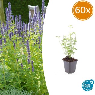 60X Agastache 'Black Adder' - ↕10-25Cm - Ø9Cm