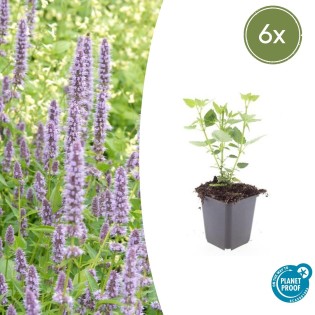 6X Agastache 'Blue Fortune' - ↕10-25Cm - Ø9Cm