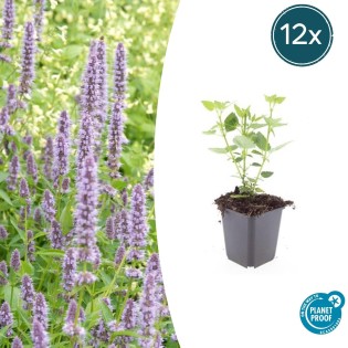 12X Agastache 'Blue Fortune' - ↕10-25Cm - Ø9Cm
