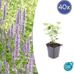40X Agastache 'Blue Fortune' - ↕10-25Cm - Ø9Cm