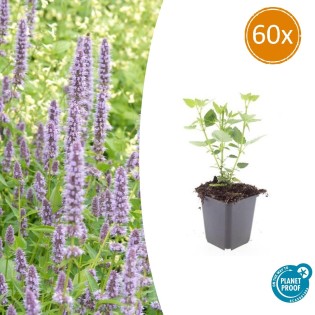 60X Agastache 'Blue Fortune' - ↕10-25Cm - Ø9Cm