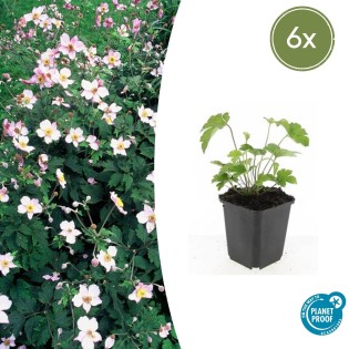 6X Anemone Tom. 'Robustissima' - ↕10-25Cm - Ø9Cm