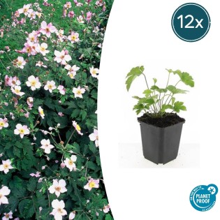 12X Anemone Tom. 'Robustissima' - ↕10-25Cm - Ø9Cm