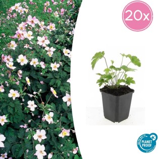 20X Anemone Tom. 'Robustissima' - ↕10-25Cm - Ø9Cm