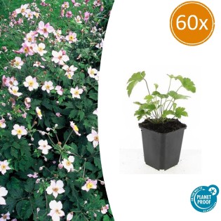 60X Anemone Tom. 'Robustissima' - ↕10-25Cm - Ø9Cm