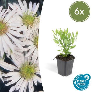 6X Aster Ageratoides 'Ashvi' - ↕10-25Cm - Ø9Cm