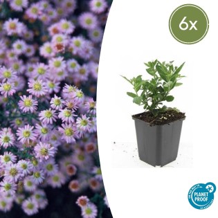 6X Aster Ageratoides 'Stardust' - ↕10-25Cm - Ø9Cm