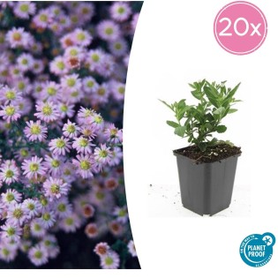 20X Aster Ageratoides 'Stardust' - ↕10-25Cm - Ø9Cm