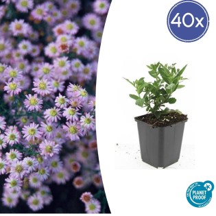 40X Aster Ageratoides 'Stardust' - ↕10-25Cm - Ø9Cm