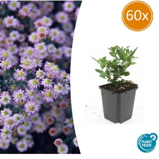 60X Aster Ageratoides 'Stardust' - ↕10-25Cm - Ø9Cm