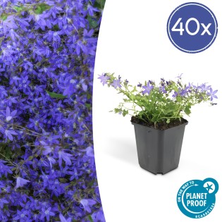 40X Campanula Poscharskyana 'Stella' - ↕10-25Cm - Ø9Cm