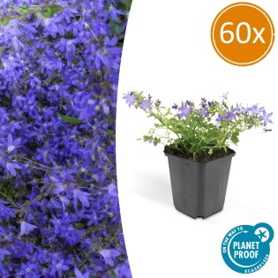 60X Campanula Poscharskyana 'Stella' - ↕10-25Cm - Ø9Cm