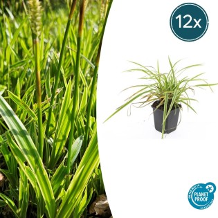 12X Carex Morrowii 'Aureovariegata'  - ↕10-25Cm - Ø9Cm