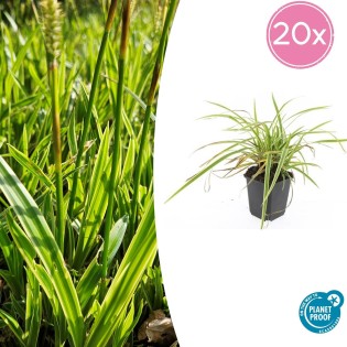 20X Carex Morrowii 'Aureovariegata'  - ↕10-25Cm - Ø9Cm