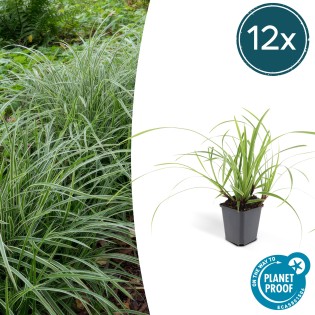 12X Carex Morrowii 'Ice Dance' - ↕10-25Cm - Ø9Cm