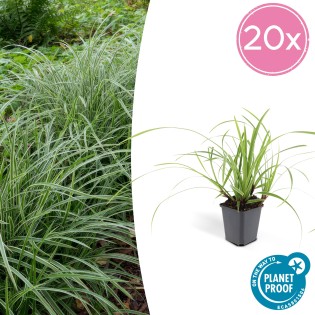 20X Carex Morrowii 'Ice Dance' - ↕10-25Cm - Ø9Cm