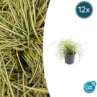 12X Carex Oshim. 'Evergold'  - ↕10-25Cm - Ø9Cm