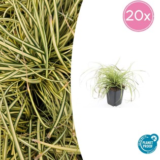 20X Carex Oshim. 'Evergold'  - ↕10-25Cm - Ø9Cm
