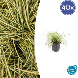 40X Carex Oshim. 'Evergold'  - ↕10-25Cm - Ø9Cm